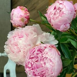 Meet your Posher, Lacey